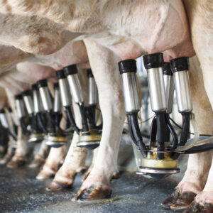 Dairy Hygiene/Agriculture